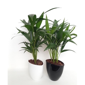 Kentia in avani pot kereamiek mix