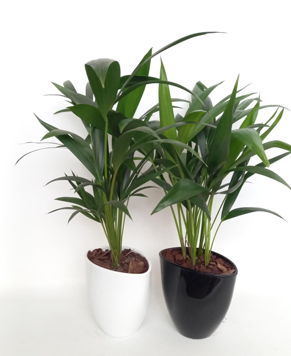 <h4>Kentia in avani pot kereamiek mix</h4>