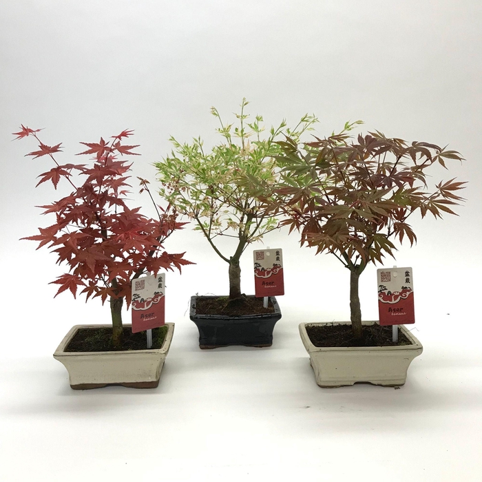<h4>Acer Bonsai Mix 15 cm</h4>
