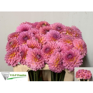 DAHL DEC PINK RUNNER