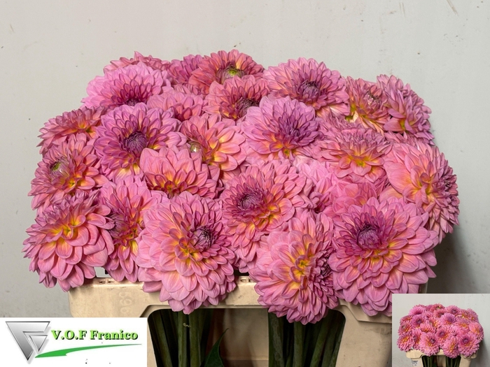 <h4>DAHL DEC PINK RUNNER</h4>