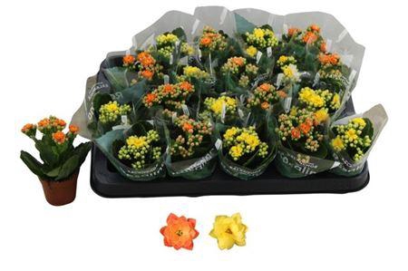 <h4>** Kal Ge Ro Gem 2 Kl * Spring Deal *</h4>