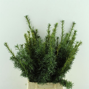 Taxus Bacc.Fastigata