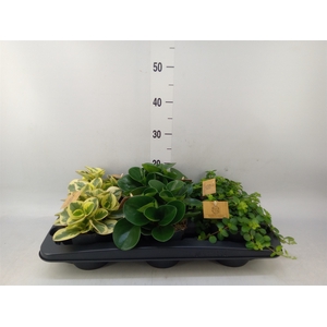 Peperomia   ...mix