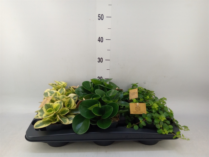 <h4>Peperomia   ...mix</h4>