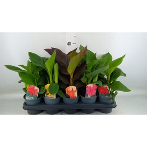 Canna  'Cannova'   ...mix