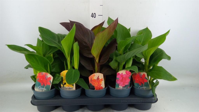 <h4>Canna  'Cannova'   ...mix</h4>