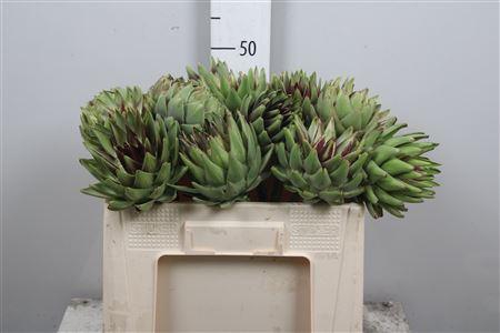 <h4>Cynara Scolymus</h4>