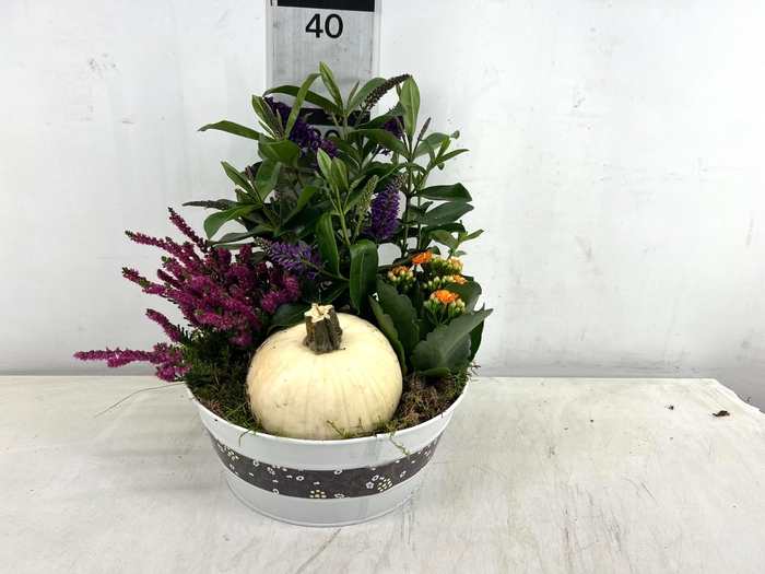 <h4>ARR TUINPLANTEN</h4>
