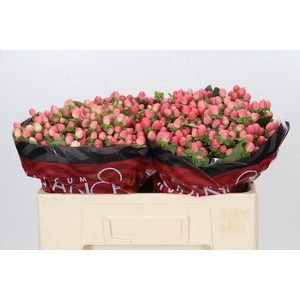 Hypericum Sweet Romance