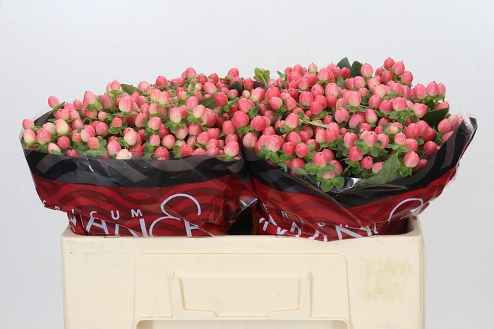 <h4>Hypericum Sweet Romance</h4>