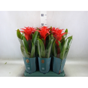 Guzmania  'Calypso'