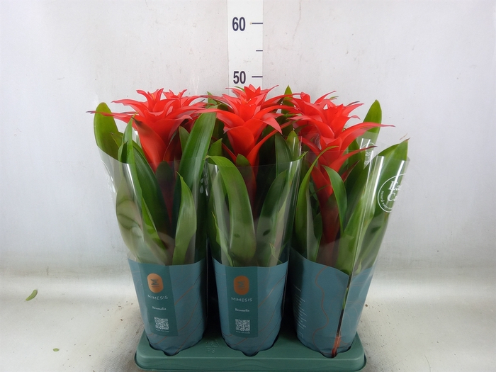 <h4>Guzmania  'Calypso'</h4>