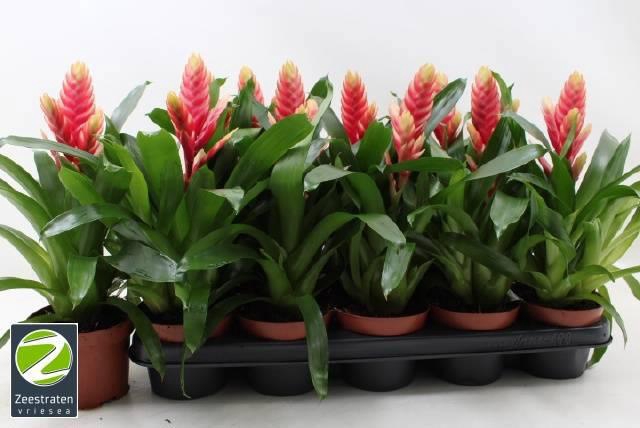 <h4>VRIES MADONNA</h4>