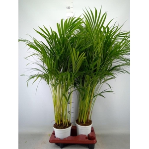 Dypsis lutescens   ...Chrysalidoca