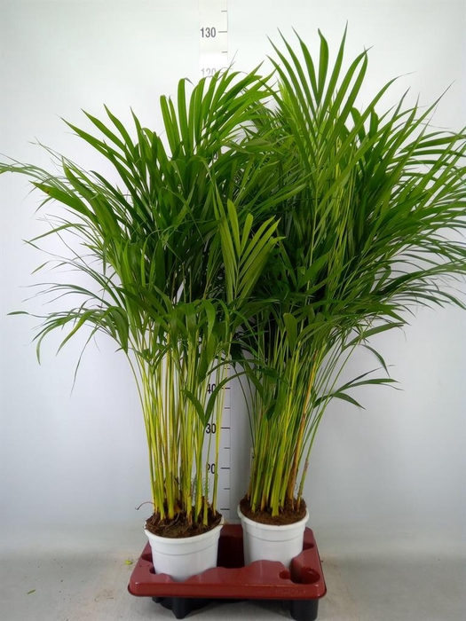 <h4>Dypsis lutescens   ...Chrysalidoca</h4>