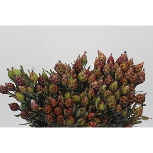 Kaaps Groen Plumosum Rubrum