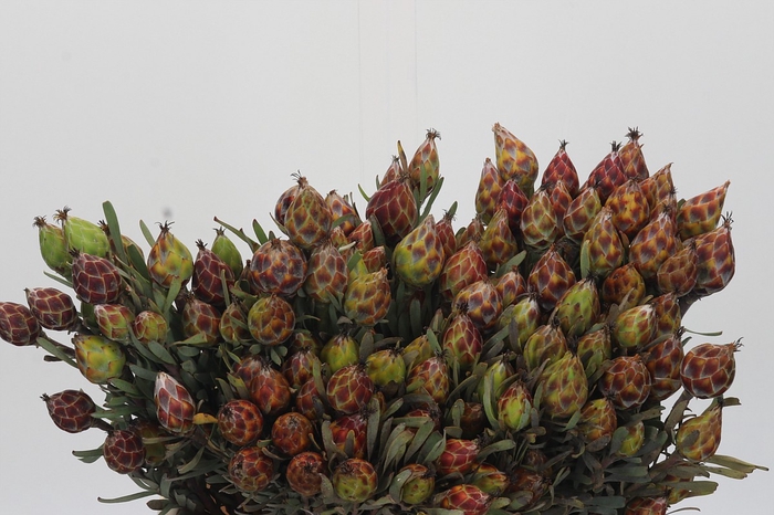 <h4>Kaaps Groen Plumosum Rubrum</h4>
