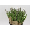 BQ Tulp Salix White
