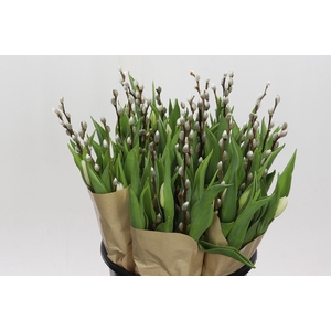 BQ Tulp Salix White