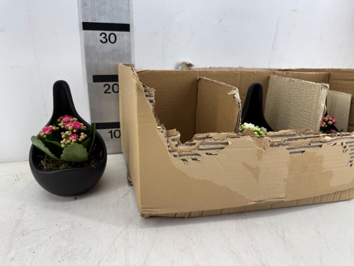 <h4>ARR PL IN SCHAAL</h4>