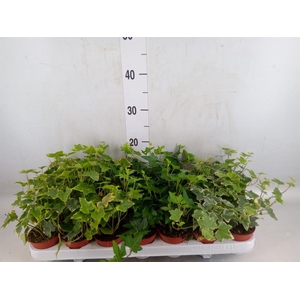 Hedera   ...mix
