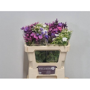 PHLOX P GEM IN FUST