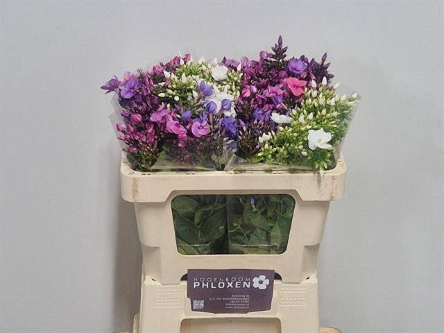 <h4>PHLOX P GEM IN FUST</h4>