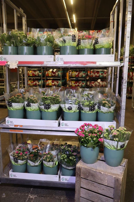 <h4>Arr Kal Ge Mixkar In Keramiek</h4>