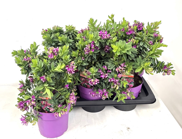 <h4>POLYGA MYRTIFOLIA</h4>