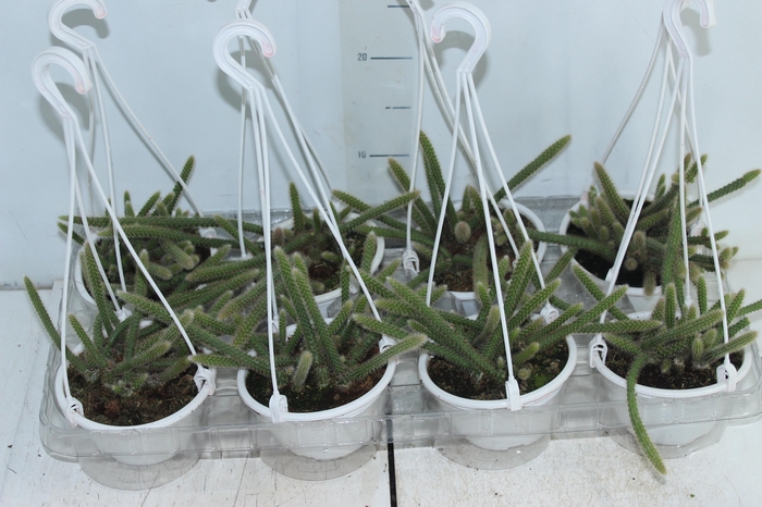 <h4>CACTUS RABO DE RATO C13</h4>