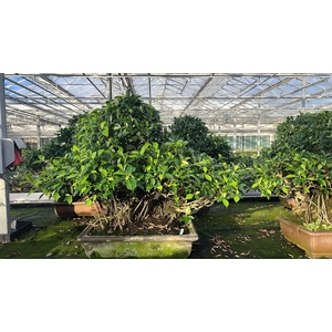 Ficus retusa, pot 60 cm. Height 90cm.( single item)