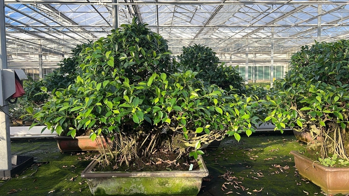 <h4>Ficus retusa, pot 60 cm. Height 90cm.( single item)</h4>