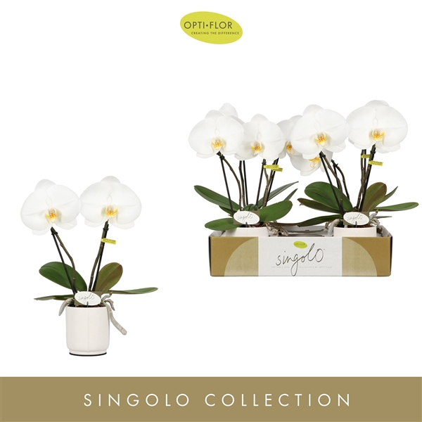 Singolo & Co Tosha in Lazio White