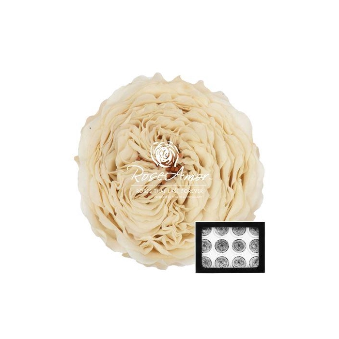 <h4>Amelia Whi04</h4>