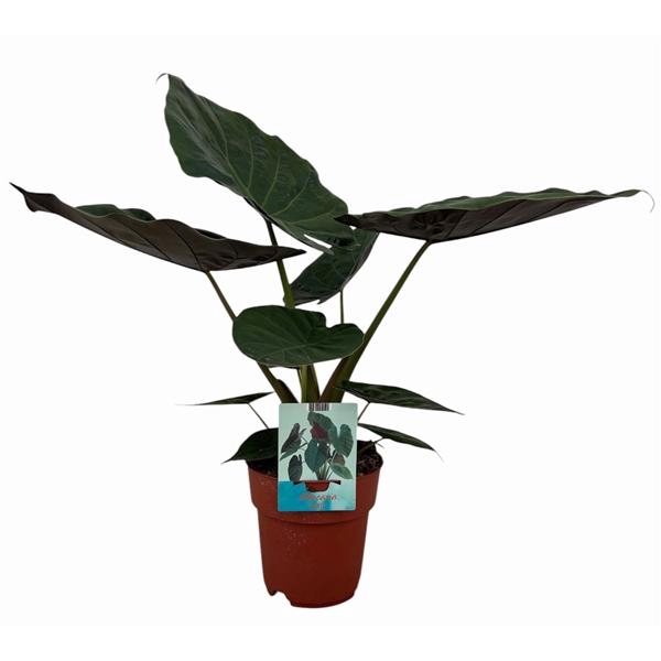 <h4>Alocasia Wentii</h4>