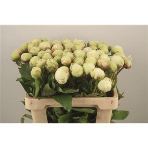 Paeo L Ivory Victory Ex