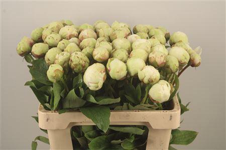 <h4>Paeo L Ivory Victory Ex</h4>