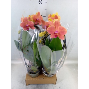 Phalaenopsis  'Elegant Cascade'