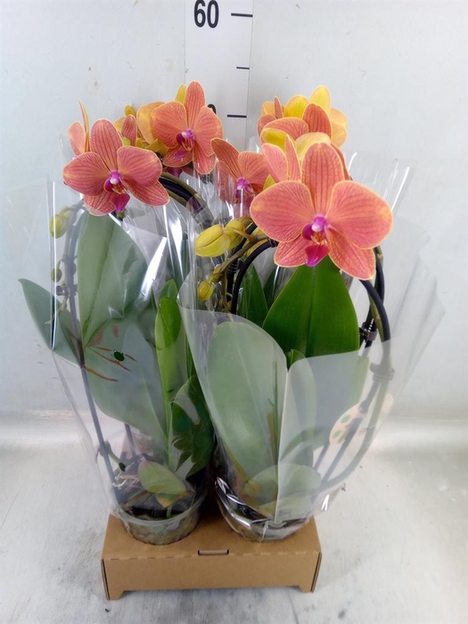 <h4>Phalaenopsis 'Elegant Cascade'</h4>