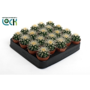 Echinocactus Grusonii