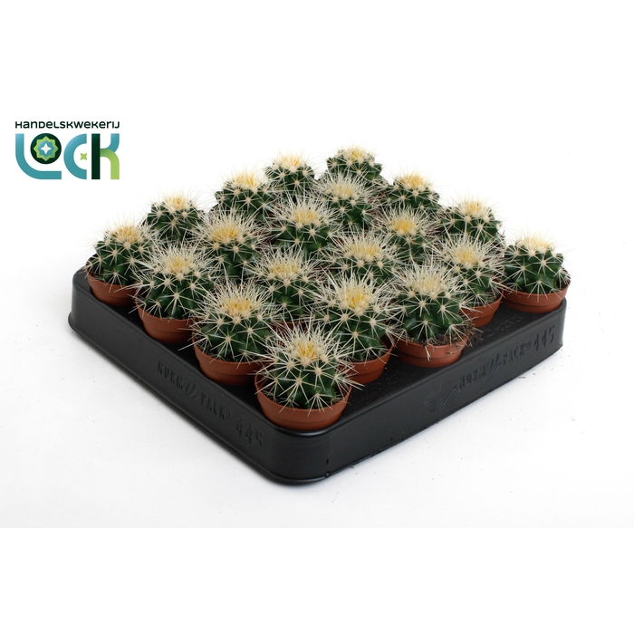 <h4>ECHINOC GRUSONII</h4>