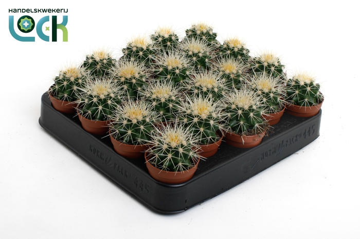 <h4>Echinocactus Grusonii</h4>