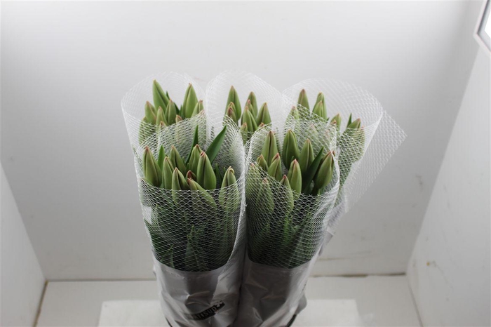 <h4>Tu Fr En Romaine</h4>