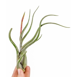 tillandsia caput medusa met bloem