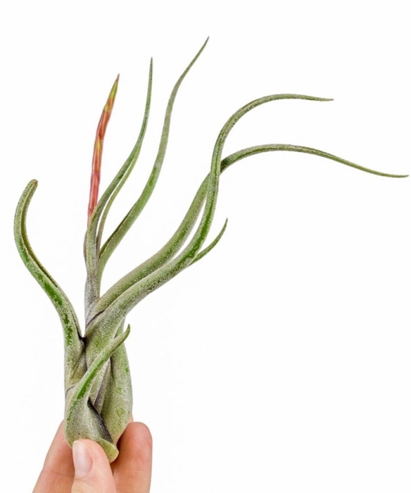 <h4>tillandsia caput medusa met bloem</h4>