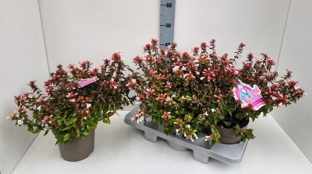 <h4>ABEL GRANDIFLORA</h4>