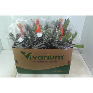 AECHMEA CHANTINI BLACK PT17