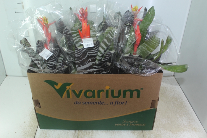<h4>AECHMEA CHANTINI BLACK PT17</h4>