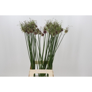 Allium Art